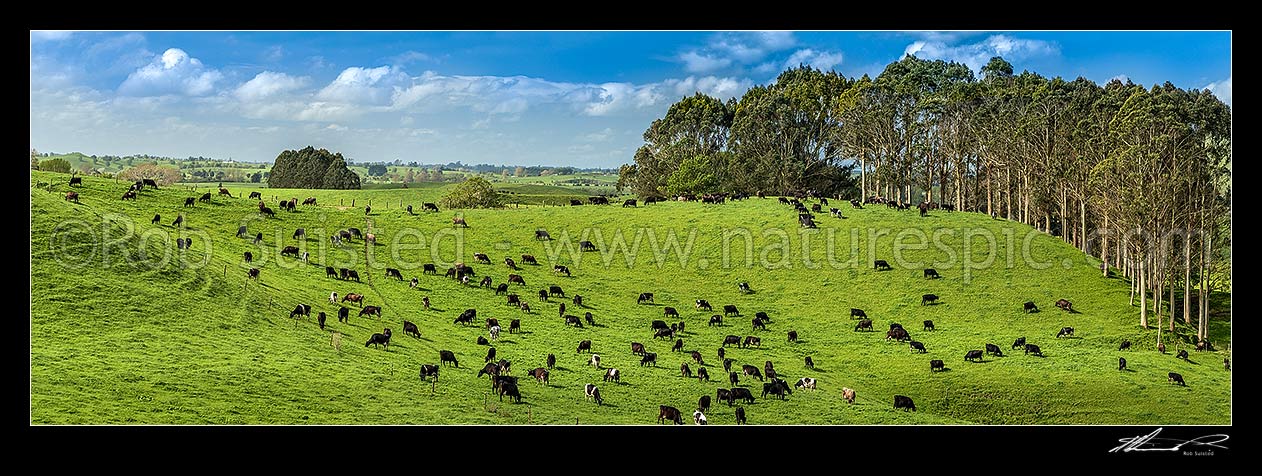 Image of Dairy cows grazing on lush dairy farmland and rolling hills, with plantation farm forestry eucalyptus trees at right. Panorama, Otorohanga, Otorohanga District, Waikato Region, New Zealand (NZ) stock photo image