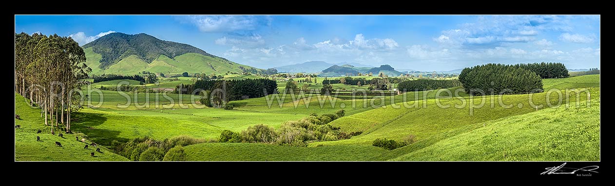 Image of Waikato farmland lush in late spring. Mt Kakepuku (449m) at left. Panorama over rolling dairy pasture, Otorohanga, Otorohanga District, Waikato Region, New Zealand (NZ) stock photo image