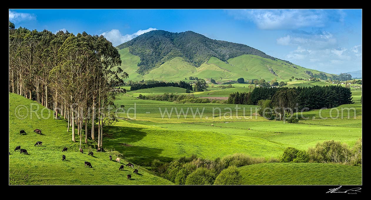 Image of Waikato farmland lush in late spring. Kakepuku Mountain (449m) behind. Panorama over rolling dairy pasture, Otorohanga, Otorohanga District, Waikato Region, New Zealand (NZ) stock photo image