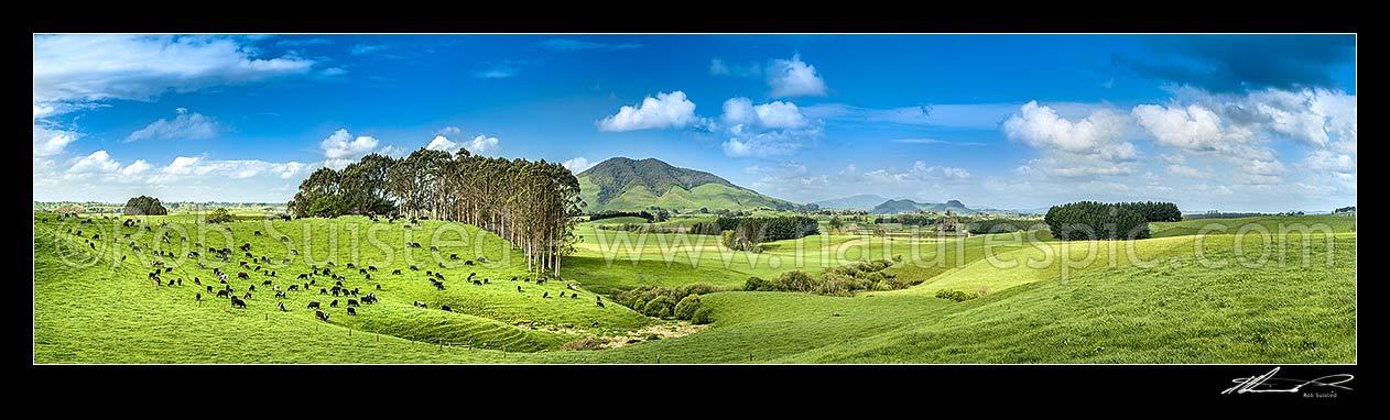 Image of Waikato farmland. Rolling dairy farming country, with cows grazing beside farm forestry plantation. Kakepuku Mountain (449m) centre. Panorama, Otorohanga, Otorohanga District, Waikato Region, New Zealand (NZ) stock photo image