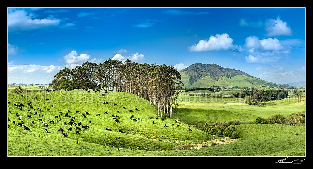 Image of Waikato farmland. Rolling dairy farming country, with cows grazing beside farm forestry plantation. Kakepuku Mountain (449m) at right. Panorama, Otorohanga, Otorohanga District, Waikato Region, New Zealand (NZ) stock photo image