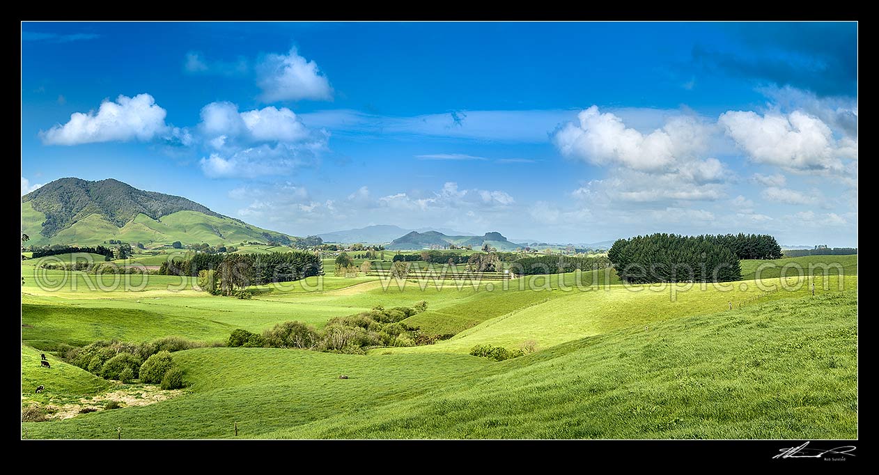 Image of Dairy farmland with lush late spring pasture in the Waikato. Kakepuku Mountain (449m) at left. Panorama, Otorohanga, Otorohanga District, Waikato Region, New Zealand (NZ) stock photo image