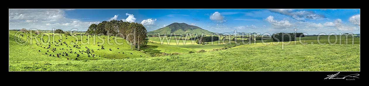 Image of Waikato rolling hills of dairy farmland, lush with late spring growth, with cows grazing beside farm forestry plantation. Kakepuku Mountain (449m) centre. Very wide panorama, Otorohanga, Otorohanga District, Waikato Region, New Zealand (NZ) stock photo image