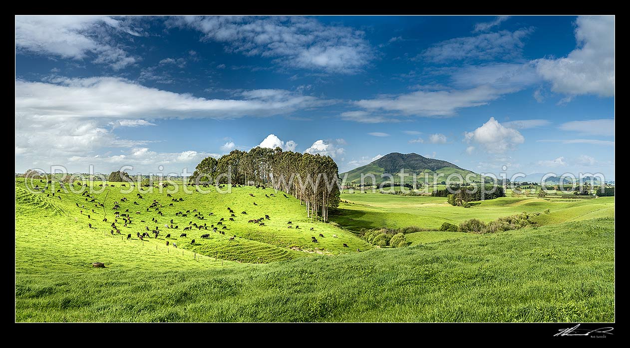 Image of Waikato rolling hills of dairy farmland, lush with late spring growth, with cows grazing beside farm forestry plantation. Kakepuku Mountain (449m) centre left. Panorama, Otorohanga, Otorohanga District, Waikato Region, New Zealand (NZ) stock photo image