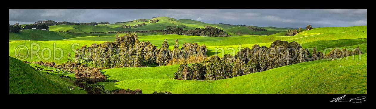 Image of Lush Waikato farmland amongst wetlands, and remnant native forest. Dairy farming and dairy cows grazing. Panorama, Ruapuke, Waikato District, Waikato Region, New Zealand (NZ) stock photo image