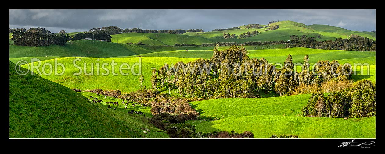 Image of Lush Waikato farmland amongst wetlands, and remnant native forest. Dairy farming and dairy cows grazing. Panorama, Ruapuke, Waikato District, Waikato Region, New Zealand (NZ) stock photo image