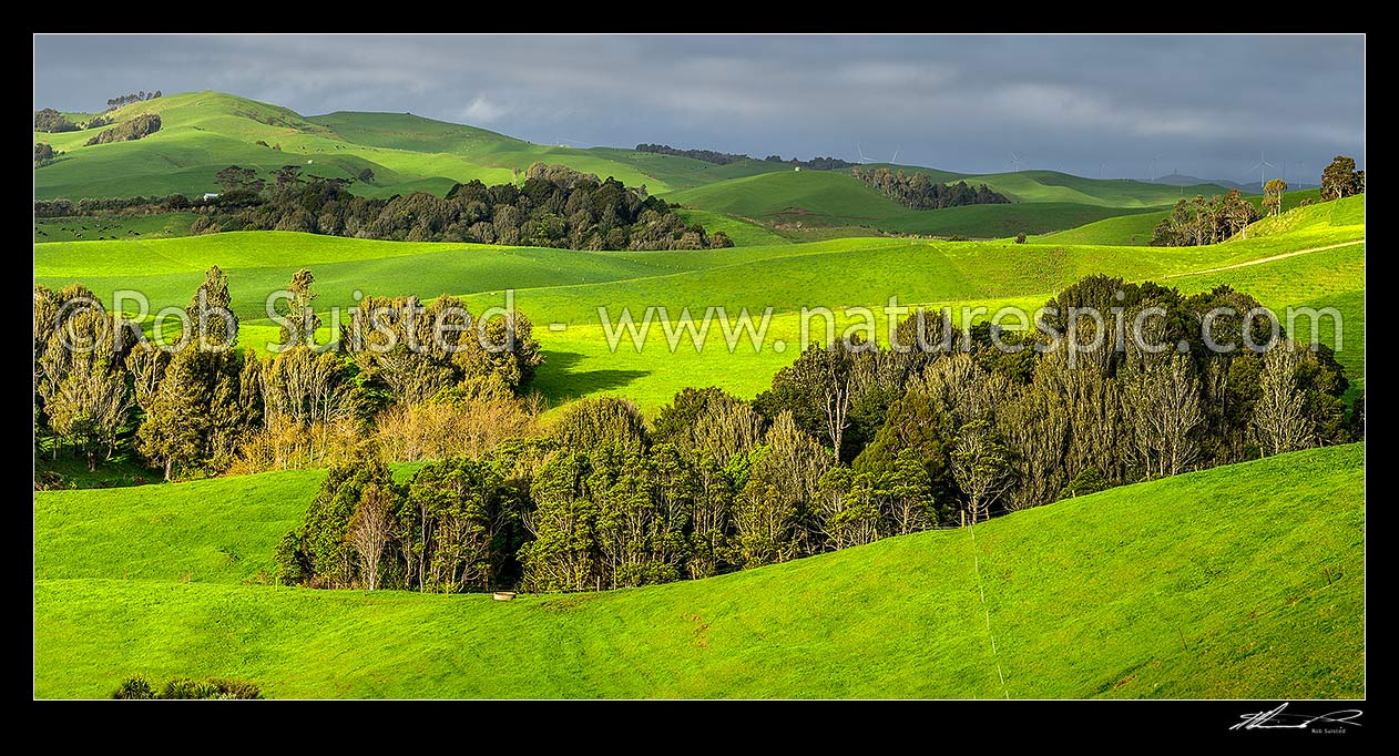 Image of Lush Waikato farmland amongst wetlands, and remnant native forest. Dairy farming and dairy cows grazing. Panorama, Ruapuke, Waikato District, Waikato Region, New Zealand (NZ) stock photo image