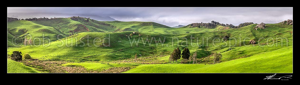 Image of Waikato farmland panorama near Raglan. Lush spring grass, wetland areas and native forest visible, Raglan, Waikato District, Waikato Region, New Zealand (NZ) stock photo image