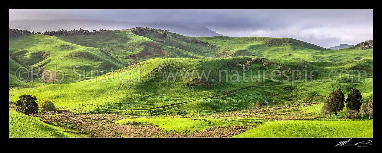 Image of Waikato farmland panorama near Raglan. Lush spring grass, wetland areas and native forest visible, Raglan, Waikato District, Waikato Region, New Zealand (NZ) stock photo image