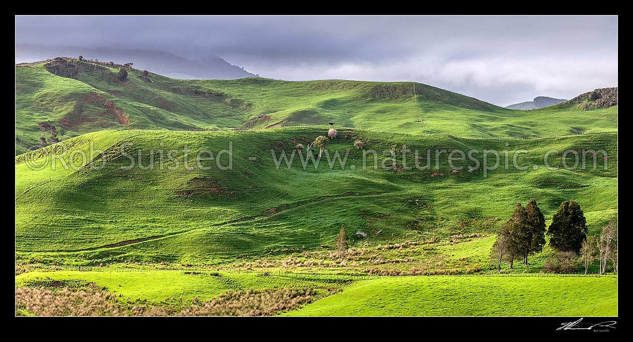 Image of Waikato farmland panorama near Raglan. Lush spring grass, wetland areas and native forest visible, Raglan, Waikato District, Waikato Region, New Zealand (NZ) stock photo image