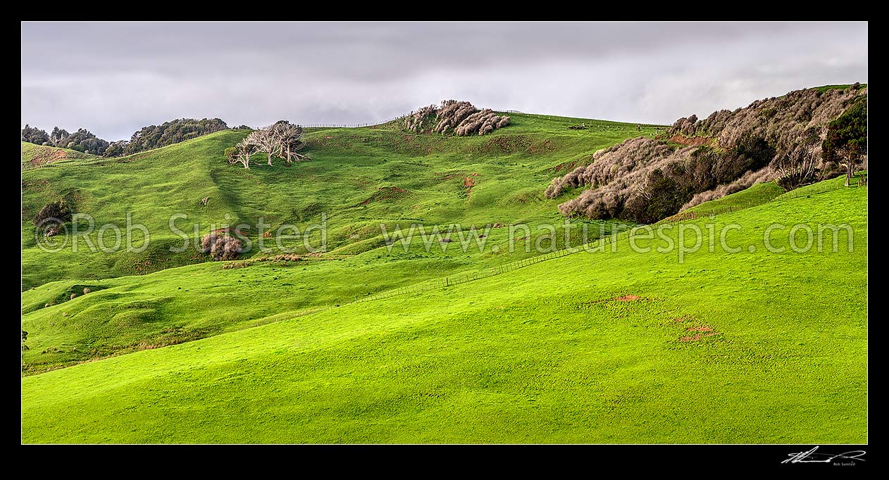 Image of Waikato farmland panorama near Raglan. Lush spring grass and native forest visible, Raglan, Waikato District, Waikato Region, New Zealand (NZ) stock photo image