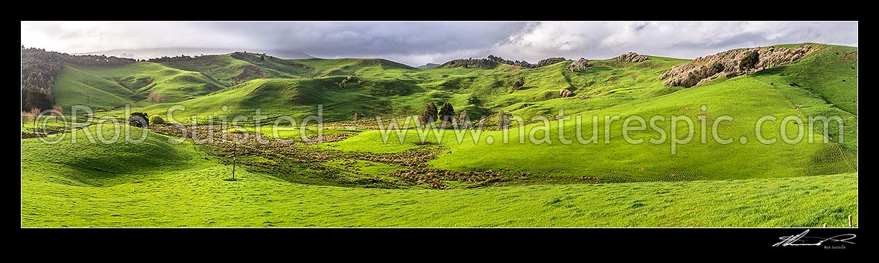 Image of Waikato rolling farmland panorama near Raglan. Lush spring grass, wetland areas and native forest visible, Raglan, Waikato District, Waikato Region, New Zealand (NZ) stock photo image