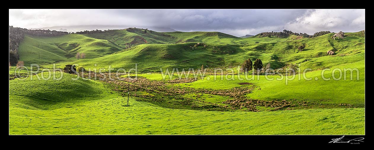 Image of Waikato rolling farmland panorama near Raglan. Lush spring grass, wetland areas and native forest visible, Raglan, Waikato District, Waikato Region, New Zealand (NZ) stock photo image