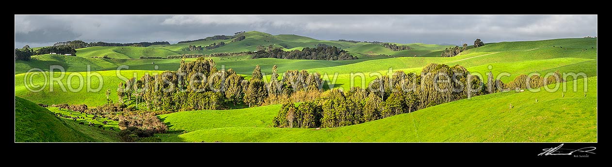 Image of Dairy farming on lush rolling hills amongst native forest and wetland remnants. Dairy cow herd at left. Wide panorama, Raglan, Waikato District, Waikato Region, New Zealand (NZ) stock photo image