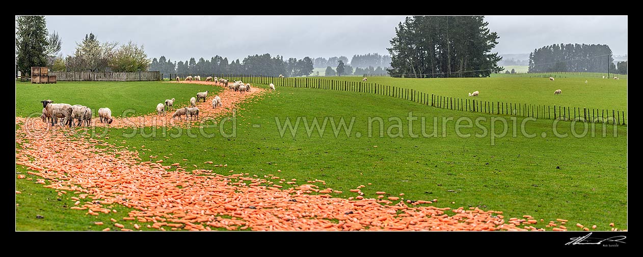 Image of Carrots being fed to sheep for winter supplementary feed. Stock feeding on carrots. Panorama, Ohakune, Ruapehu District, Manawatu-Wanganui Region, New Zealand (NZ) stock photo image