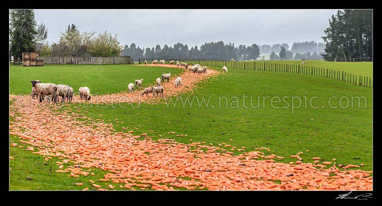 Image of Carrots being fed to sheep for winter supplementary feed. Stock feeding on carrots. Panorama, Ohakune, Ruapehu District, Manawatu-Wanganui Region, New Zealand (NZ) stock photo image