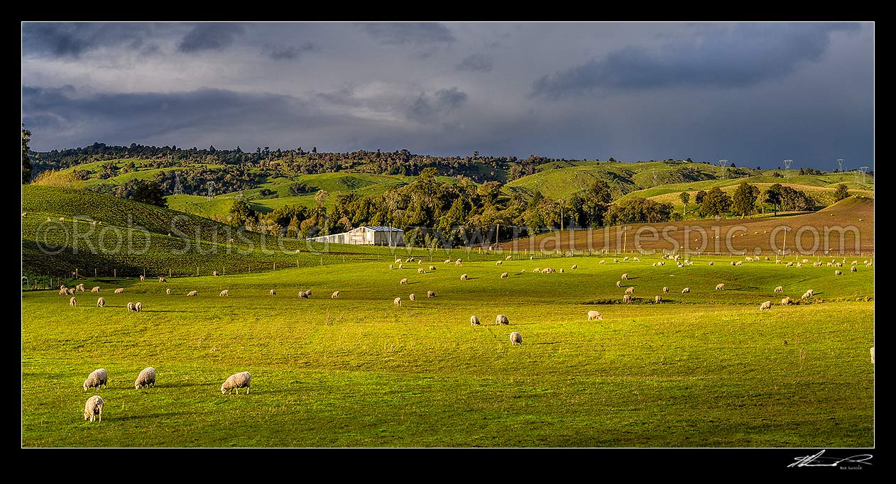 Image of Spring farmland panorama with sheep grazing on rolling hills, and paddocks under winter grazing and cultivation. Forest remnants and lush evening light, Taihape, Rangitikei District, Manawatu-Wanganui Region, New Zealand (NZ) stock photo image