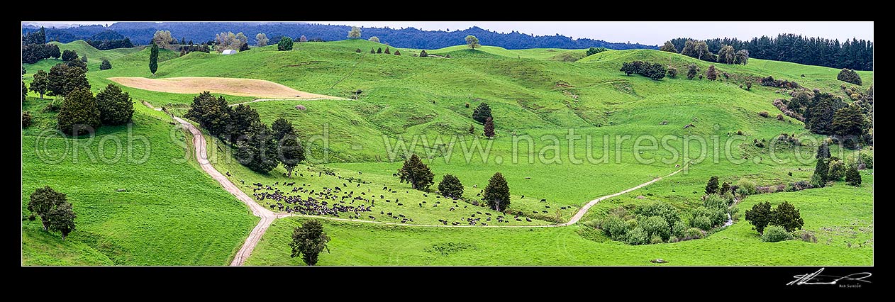 Image of Lush dairy farmland and herd of cattle grazing, with crop preparation beyond. Remnant native totara trees, laneways and streams. Panorama, Kakahi, Ruapehu District, Manawatu-Wanganui Region, New Zealand (NZ) stock photo image