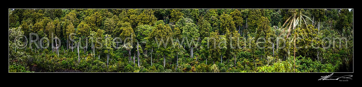 Image of Native forest panorama, mostly mature podocarp forest, Rimu (Dacrydium cupressinum) and Matai (Prumnopitys taxifolia, matai) trees, Ohakune, Ruapehu District, Manawatu-Wanganui Region, New Zealand (NZ) stock photo image