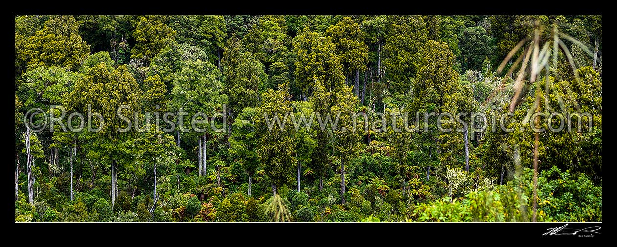 Image of Native forest panorama, mostly mature podocarp forest, Rimu (Dacrydium cupressinum) and Matai (Prumnopitys taxifolia, matai) trees, Ohakune, Ruapehu District, Manawatu-Wanganui Region, New Zealand (NZ) stock photo image