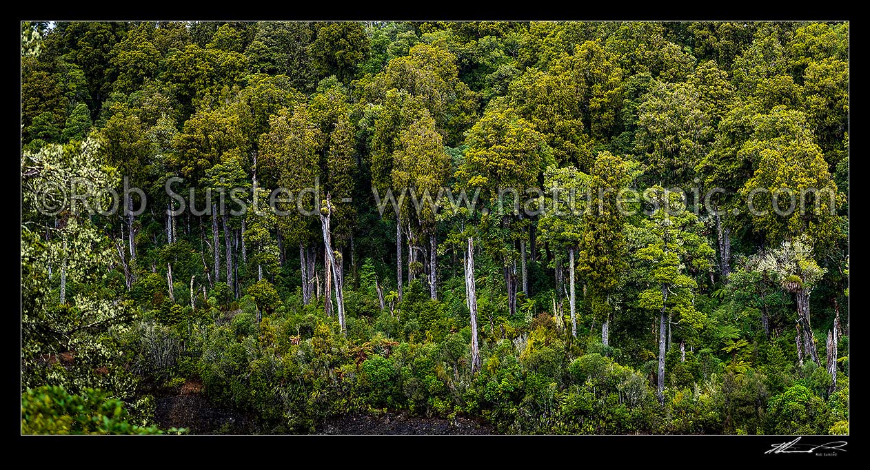 Image of Native forest panorama, mostly mature podocarp forest, Rimu (Dacrydium cupressinum) and Matai (Prumnopitys taxifolia, matai) trees, Ohakune, Ruapehu District, Manawatu-Wanganui Region, New Zealand (NZ) stock photo image