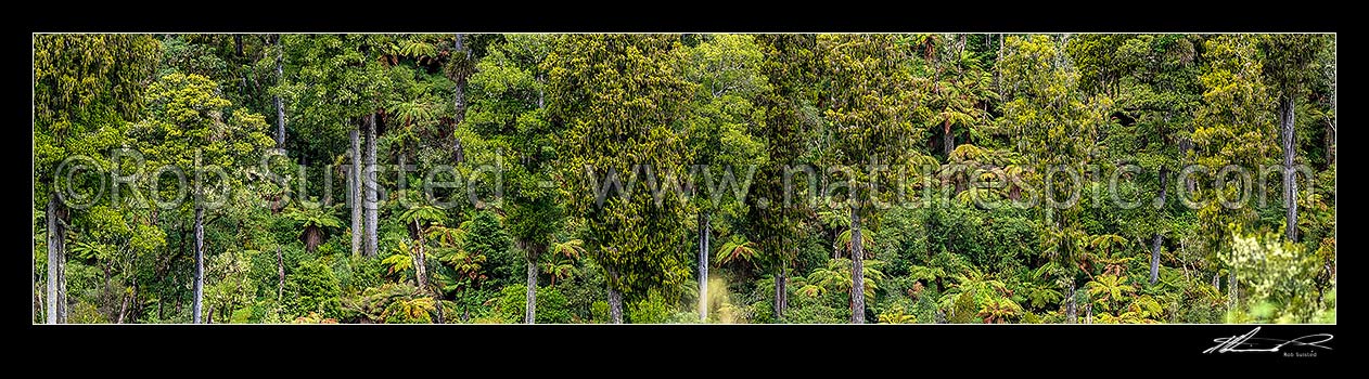 Image of Native forest, mature podocarp forest, Rimu (Dacrydium cupressinum) and Matai (Prumnopitys taxifolia, matai) trees and tree ferns. Panorama, Ohakune, Ruapehu District, Manawatu-Wanganui Region, New Zealand (NZ) stock photo image