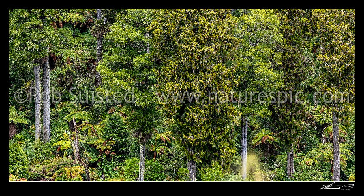 Image of Native forest, mature podocarp forest, Rimu (Dacrydium cupressinum) and Matai (Prumnopitys taxifolia, matai) trees and tree ferns. Panorama, Ohakune, Ruapehu District, Manawatu-Wanganui Region, New Zealand (NZ) stock photo image