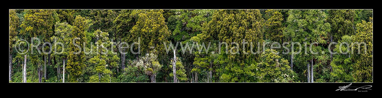 Image of Native forest, mature podocarp forest, Rimu (Dacrydium cupressinum) and Matai (Prumnopitys taxifolia, matai) trees and tree ferns. Panorama, Ohakune, Ruapehu District, Manawatu-Wanganui Region, New Zealand (NZ) stock photo image