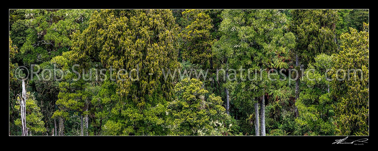 Image of Native forest, mature podocarp forest, Rimu (Dacrydium cupressinum) and Matai (Prumnopitys taxifolia, matai) trees and tree ferns. Panorama, Ohakune, Ruapehu District, Manawatu-Wanganui Region, New Zealand (NZ) stock photo image