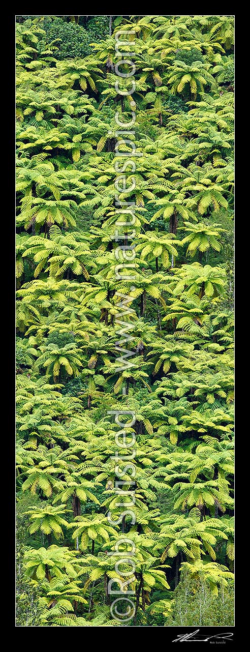 Image of Forest canopy of New Zealand black tree ferns (Cyathea medullaris), Mamaku. NZ native bush. Vertical panorama, New Zealand (NZ) stock photo image