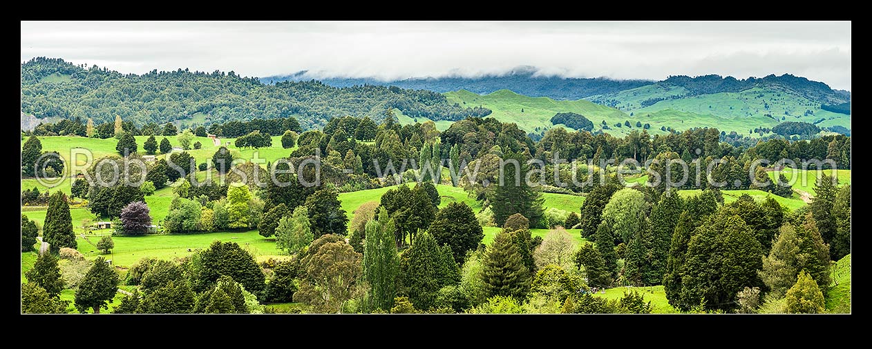 Image of Farmland rolling pasture amongst remnant native forest trees especially Totara. Looking towards Pureora Ranges. Panorama, Kakahi, Ruapehu District, Manawatu-Wanganui Region, New Zealand (NZ) stock photo image