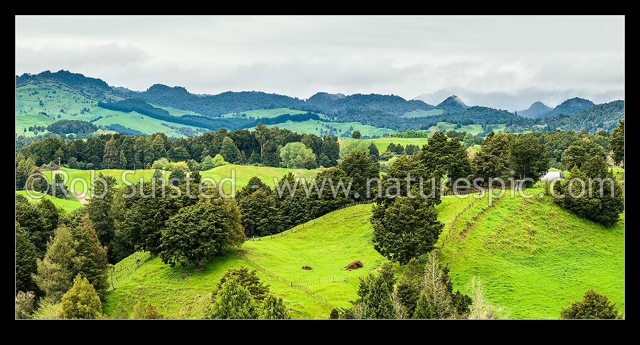 Image of Farmland rolling pasture amongst remnant native forest trees especially Totara. Looking towards Pureora Ranges. Panorama, Kakahi, Ruapehu District, Manawatu-Wanganui Region, New Zealand (NZ) stock photo image