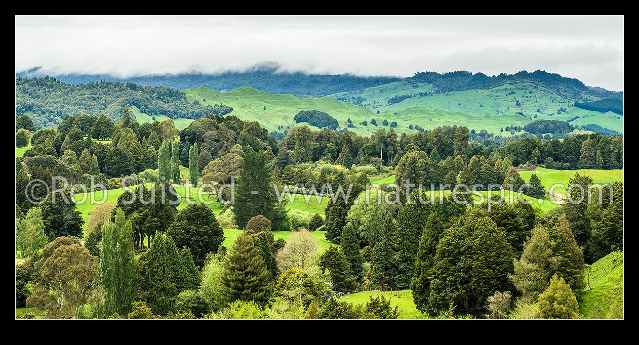 Image of Farmland rolling pasture amongst remnant native forest trees especially Totara. Looking towards Pureora Ranges. Panorama, Kakahi, Ruapehu District, Manawatu-Wanganui Region, New Zealand (NZ) stock photo image