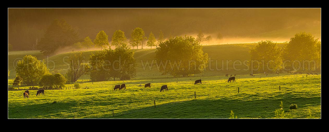 Image of Cattle grazing on spring morning near Mangatawhiri, with mist cloaking the rolling lush pasture and trees at dawn. Panorama, Happy Valley, Hunua, Franklin District, Waikato Region, New Zealand (NZ) stock photo image