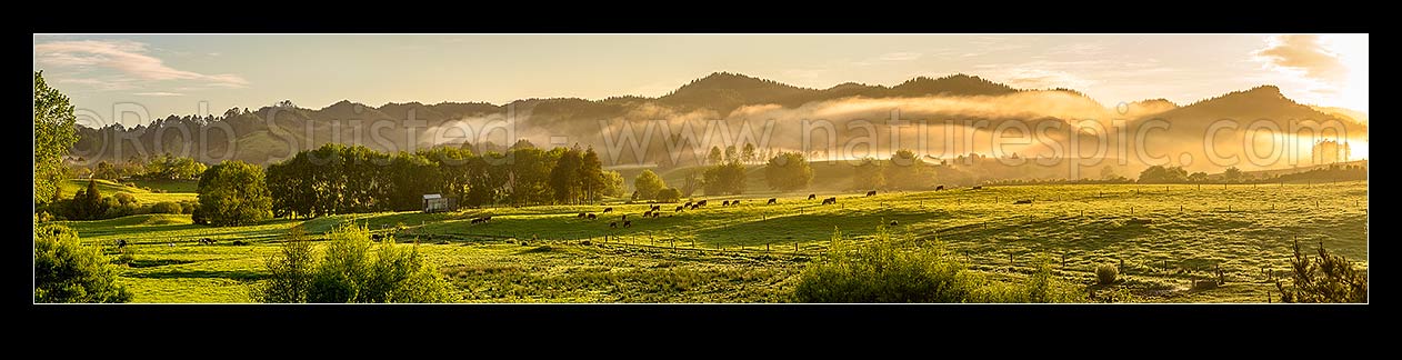 Image of Farmland on spring morning near Mangatawhiri, with mist cloaking the rolling lush pasture and trees at dawn, Happy Valley, Hunua, Franklin District, Waikato Region, New Zealand (NZ) stock photo image