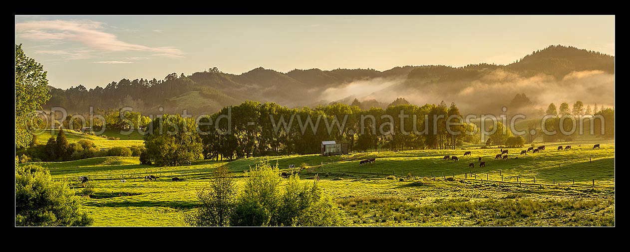 Image of Farmland with grazing cattle at dawn, with morning mist hanging over the Hunua Ranges. Lush pasture and trees at sunrise, near Mangatawhiri. Panorama, Happy Valley, Hunua, Franklin District, Waikato Region, New Zealand (NZ) stock photo image