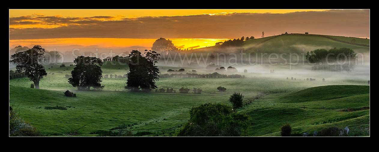 Image of Misty farmland at dawn near Mangatawhiri, south of Auckland. Panorama over lush pasture and foggy paddocks with golden sunrise, Mangatawhiri, Franklin District, Waikato Region, New Zealand (NZ) stock photo image