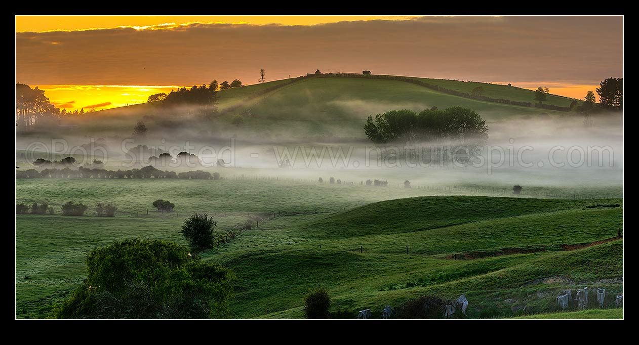 Image of Misty farmland at dawn near Mangatawhiri, south of Auckland. Panorama over lush pasture and foggy paddocks with golden sunrise, Mangatawhiri, Franklin District, Waikato Region, New Zealand (NZ) stock photo image