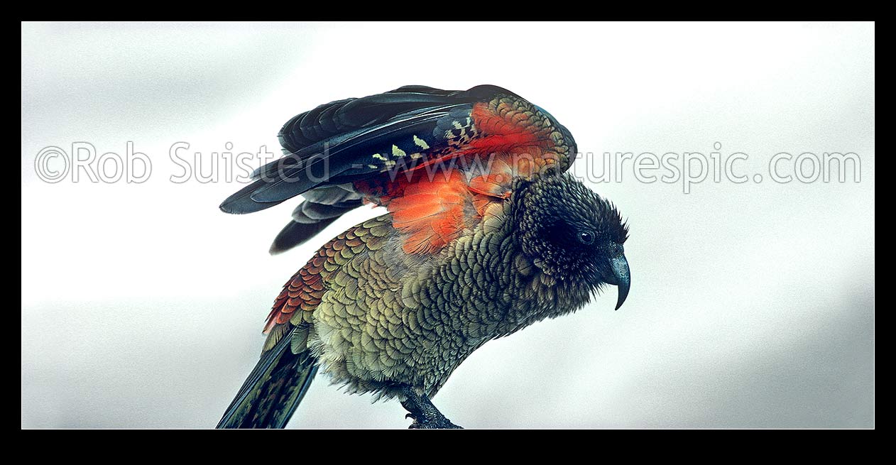 Image of Adult Kea (Nestor notabilis) with wings lifted, Westland Tai Poutini National Park. Panorama of image 5364, New Zealand (NZ) stock photo image