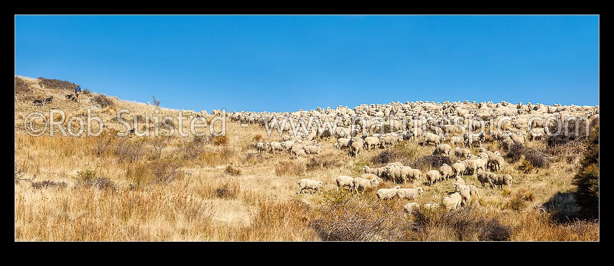 Image of High Country merino sheep muster. Shepherd and dogs bringing merino sheep off the hill using autumn mustering. Panorama, Marlborough, Marlborough District, Marlborough Region, New Zealand (NZ) stock photo image