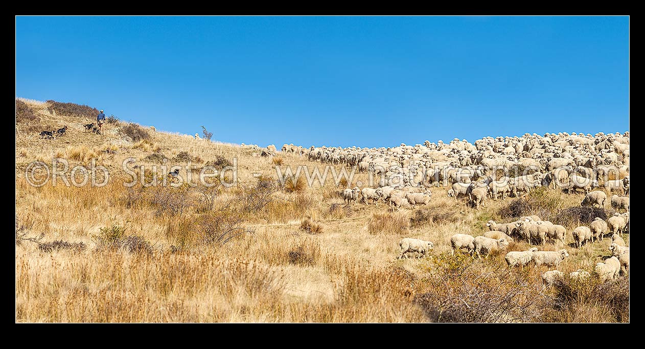 Image of High Country merino sheep muster. Shepherd and dogs bringing merino sheep off the hill using autumn mustering, Marlborough, Marlborough District, Marlborough Region, New Zealand (NZ) stock photo image