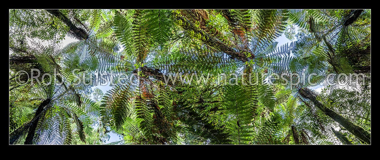 Image of Tree fern canopy panorama of 2 merged files. Looking up through tree fern fronds (mostly Wheki Dicksonia squarrosa), Pureora Forest Park, Waitomo District, Waikato Region, New Zealand (NZ) stock photo image