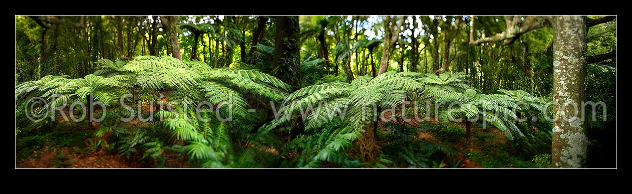 Image of Inside NZ forest bush with tree ferns (Cyathea smithii) and Tawa tree (Beilschmiedia tawa). Panorama with shifted focus giving a dreamy look, Wellington. Composite image, Wellington, New Zealand (NZ) stock photo image