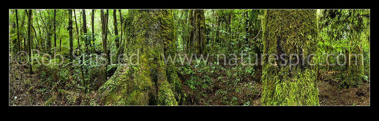 Image of Rainforest interior, old growth podocarp forest panorama, with prominent rimu tree trunk and buttress (Dacrydium cupressinum) in bush, Pureora Forest Park, Waitomo District, Waikato Region, New Zealand (NZ) stock photo image