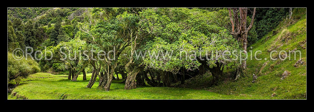 Image of Mahoe trees (Melicytus ramiflorus) on mahoe forest edge, New Zealand (NZ) stock photo image