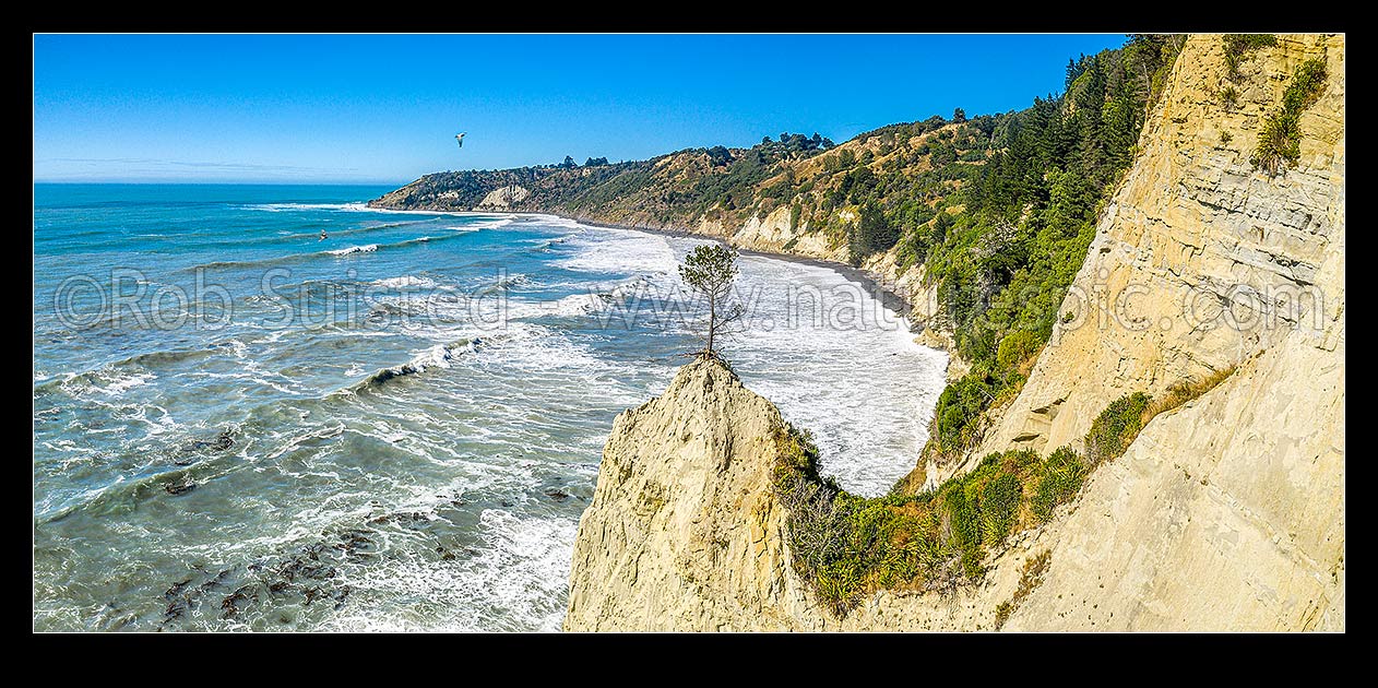 Image of Port Robinson with Point Gibson behind. Lone pine tree perched on cliff remnants, Hurunui Coast North Canterbry. Aerial panorama, Gore Bay, Hurunui District, Canterbury Region, New Zealand (NZ) stock photo image