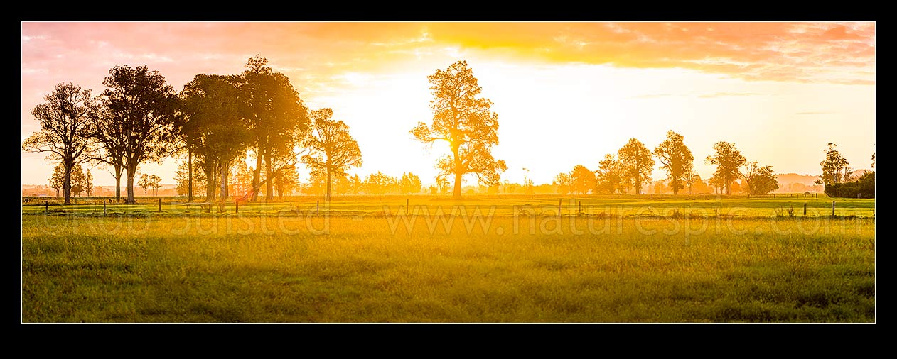 Image of Rural sunset across the Hokitika River plains near Kokatahi River. Lush dairy farmland with large remnant native kahikatea trees silhouetted. Panorama, Kokatahi, Westland District, West Coast Region, New Zealand (NZ) stock photo image