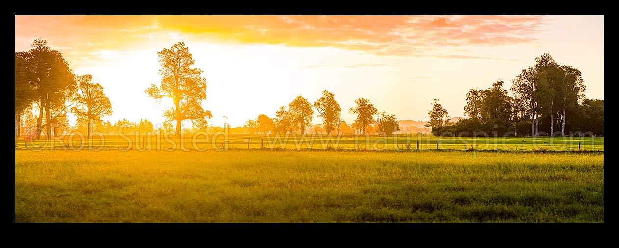 Image of Rural sunset across the Hokitika River plains near Kokatahi River. Lush dairy farmland with large remnant native kahikatea trees silhouetted. Panorama, Kokatahi, Westland District, West Coast Region, New Zealand (NZ) stock photo image