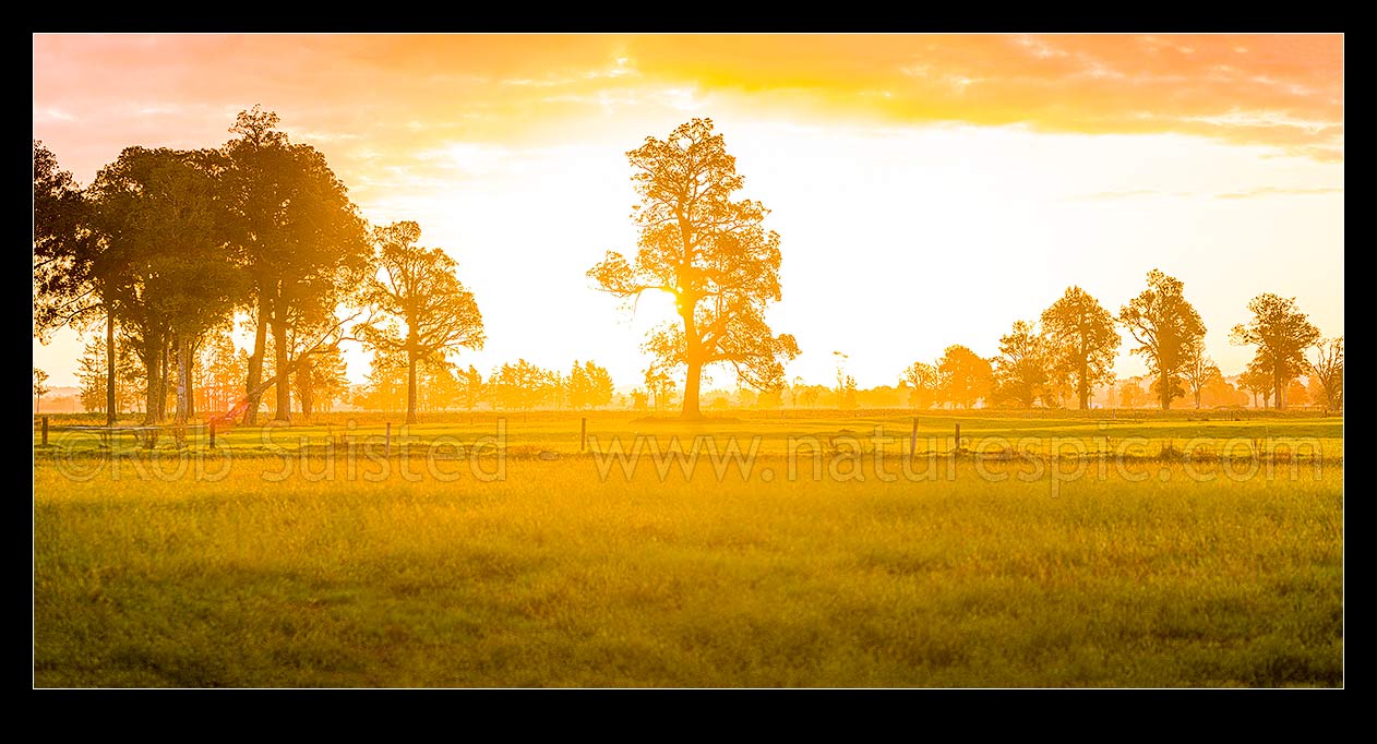 Image of Rural sunset across the Hokitika River plains near Kokatahi River. Lush dairy farmland with large remnant native kahikatea trees silhouetted. Panorama, Kokatahi, Westland District, West Coast Region, New Zealand (NZ) stock photo image