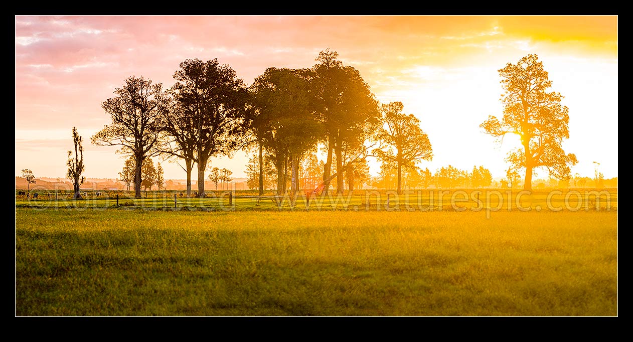 Image of Rural sunset across the Hokitika River plains near Kokatahi River. Lush dairy farmland with large remnant native kahikatea trees silhouetted. Panorama, Kokatahi, Westland District, West Coast Region, New Zealand (NZ) stock photo image